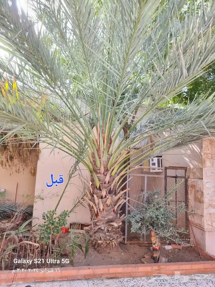 تكريب وتنظيف وتلقيح النخيل 4
