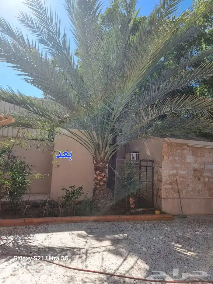تكريب وتنظيف وتلقيح النخيل 5