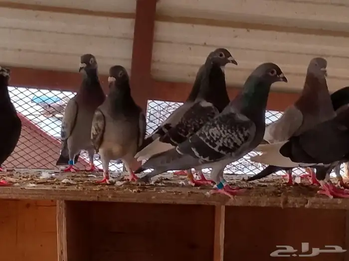 زواجل سباق محجلين مسافات طويلة ووسط 24