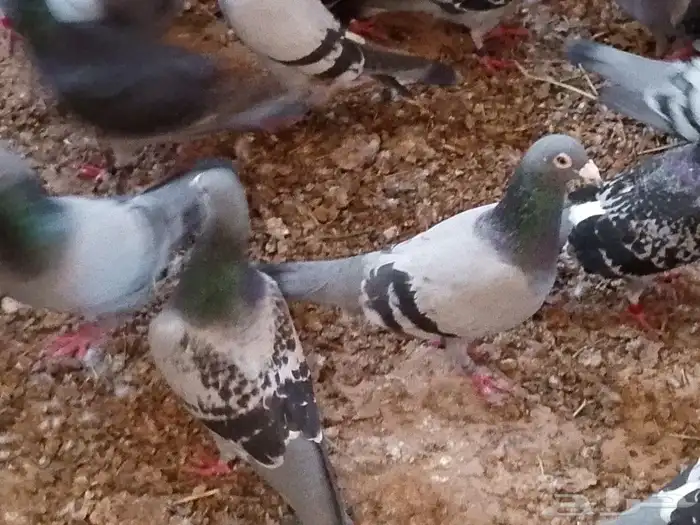 زواجل سباق محجلين مسافات طويلة ووسط 34