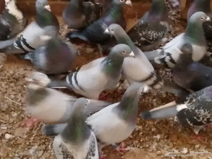 زواجل سباق محجلين مسافات طويلة ووسط 37