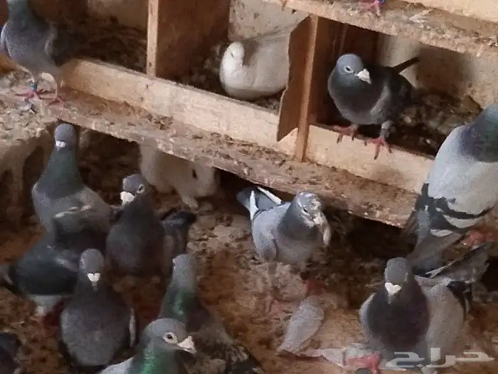 زواجل سباق محجلين مسافات طويلة ووسط 5