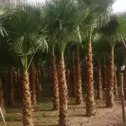 تصميم وتنسيق حدائق حديثه 6