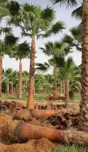 نخيل وشنطونيا 3