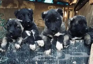 جراء كنجال تركي مستوي توووب (مسجل) قاهر الذئاب 2