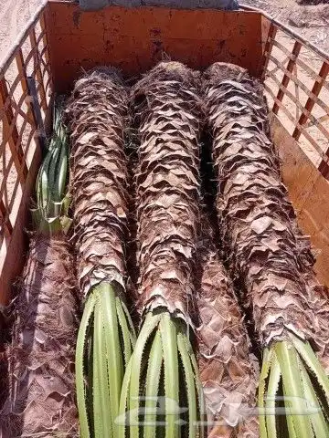 نخيل وشنطونيا 0