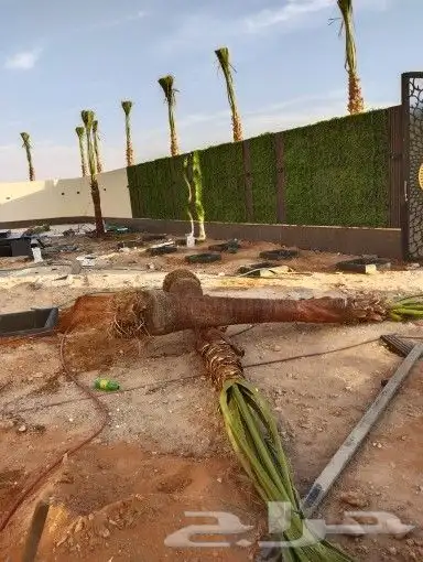 نخيل وشنطونيا 2