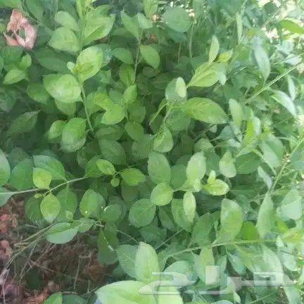 طن حناء ينبع مطحون 1