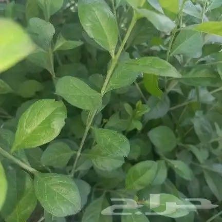 طن حناء ينبع مطحون 0