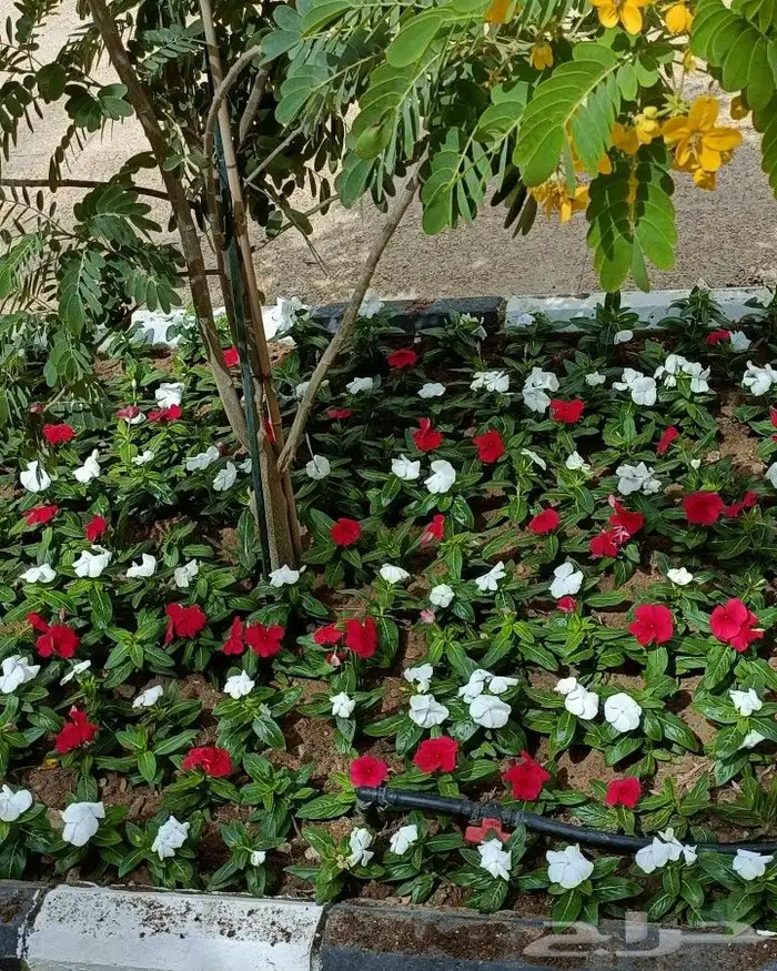 منسق حدائق وزراعة الثيل 16