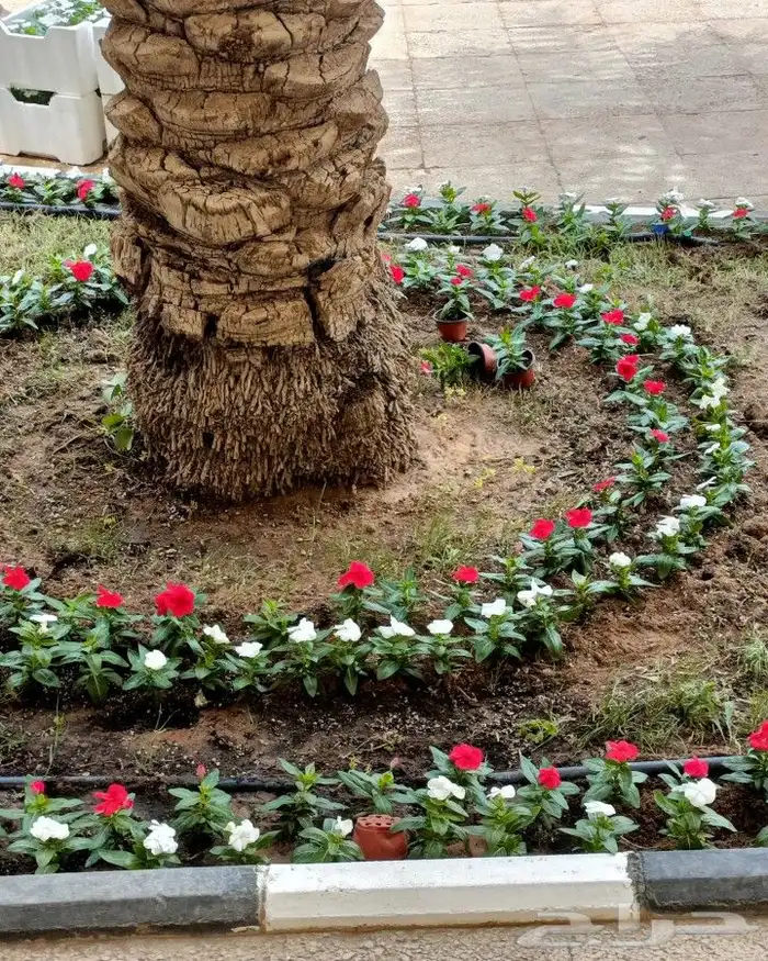 منسق حدائق وزراعة الثيل 10