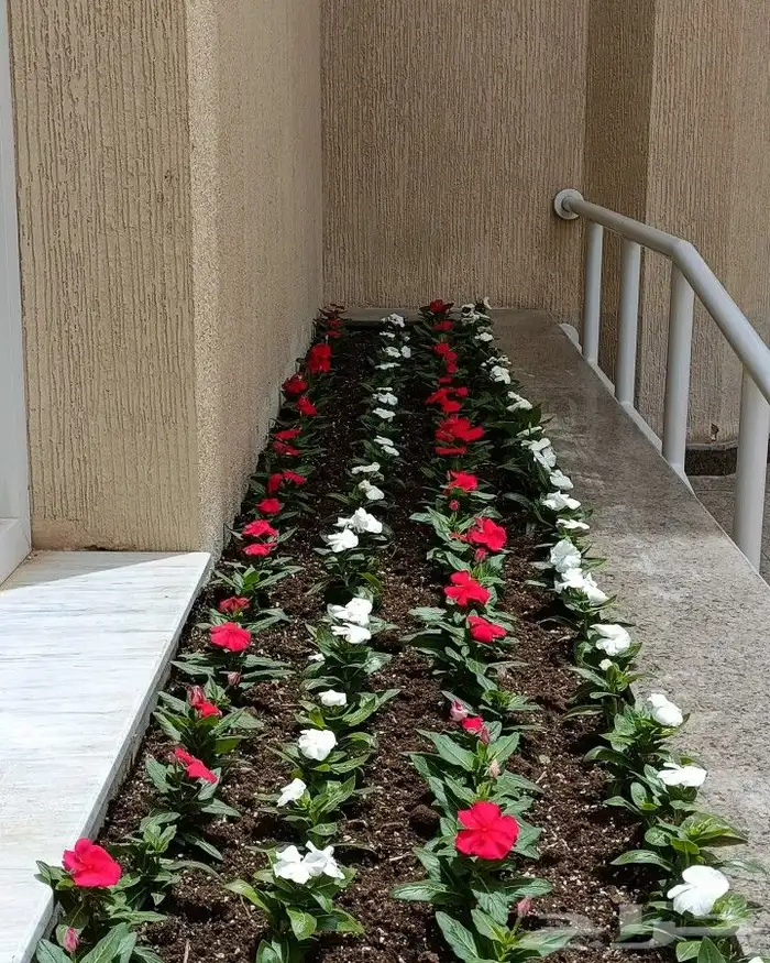 منسق حدائق وزراعة الثيل 13