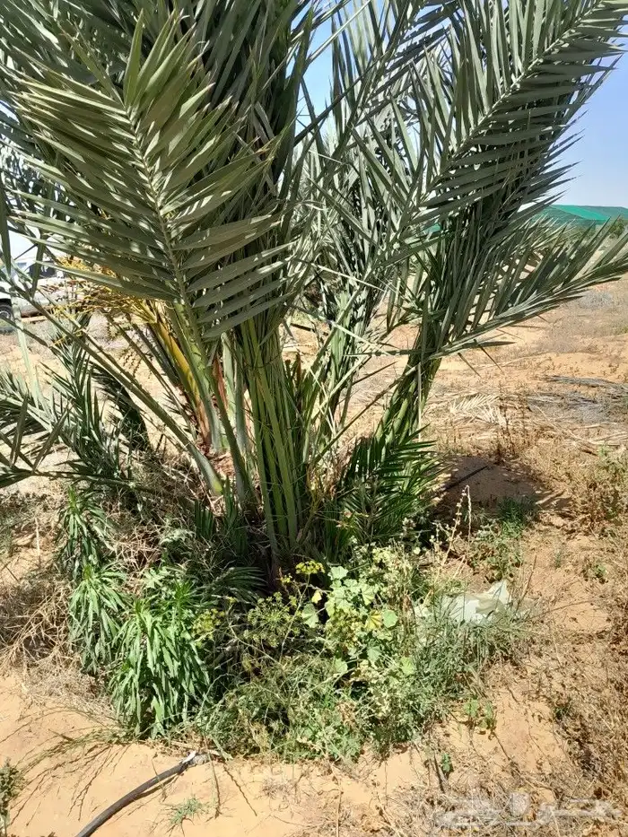 نخل مجدول وصقعي 1