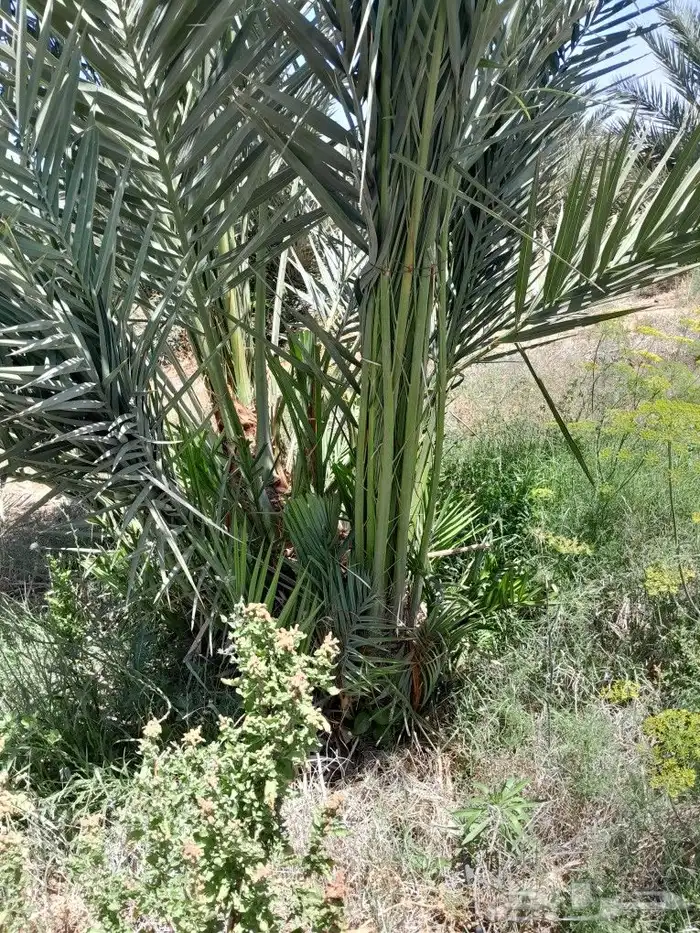 نخل مجدول وصقعي 0