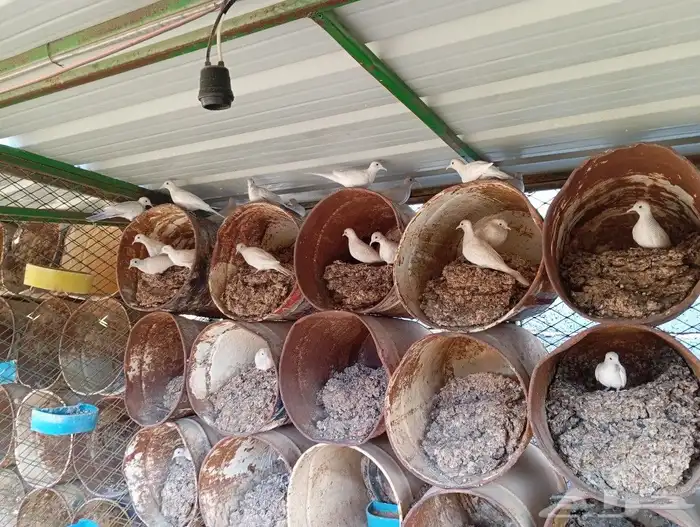 زيبرا دوف ابيض ماسي قمري محميه 2