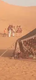 خيول للايجار وجمال وسياسي صغيره 3
