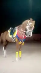 خيول للايجار وجمال وسياسي صغيره 4