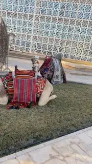 خيول للايجار وجمال وسياسي صغيره 5
