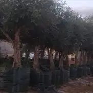 زيتون للبيع مثمر 4