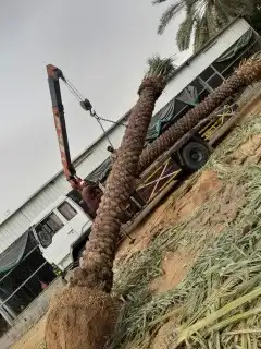 توريدنخيل وأشجار زيتون 9