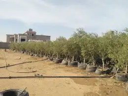 توريدنخيل وأشجار زيتون 8