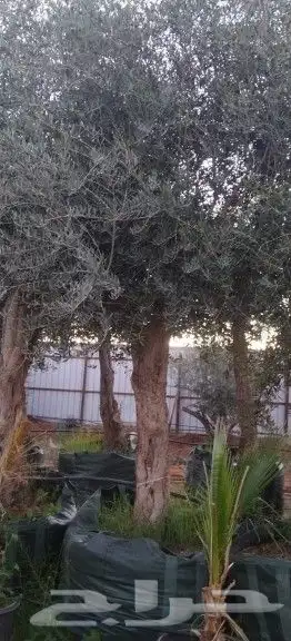 زيتون للبيع مثمر 7