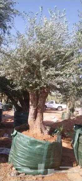 توريدنخيل وأشجار زيتون 1