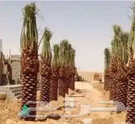 توريدنخيل وأشجار زيتون 3