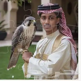 خيول للايجار وجمال وسياسي صغيره 2