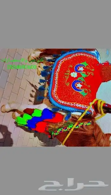 خيول للايجار وجمال وسياسي صغيره 1