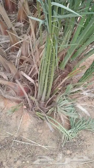 فروخ طيبه 1