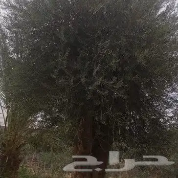 زيتون للبيع مثمر 2