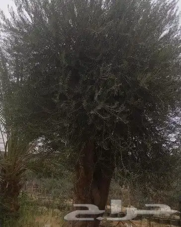 زيتون للبيع مثمر 9