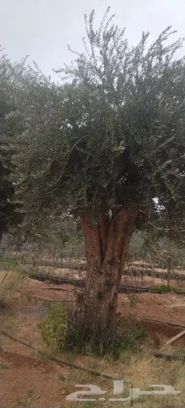 زيتون للبيع مثمر 5