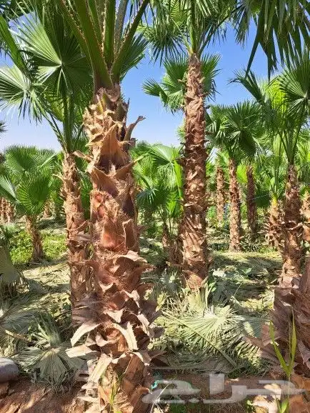 فسايل مجدول وخضري طيبه وسعر مناسب 11