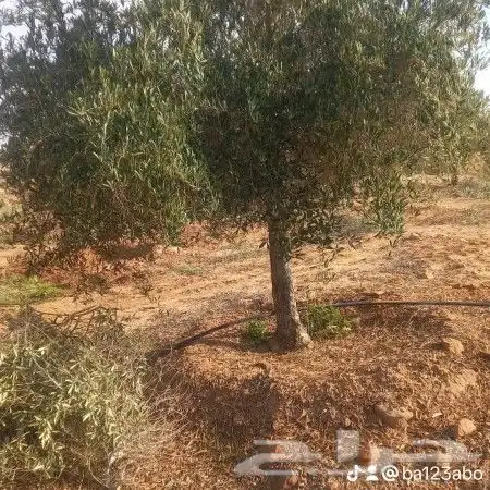 زيتون للبيع مثمر 6