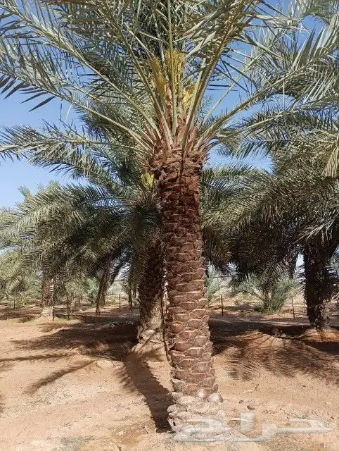 فسايل مجدول وخضري طيبه وسعر مناسب 13