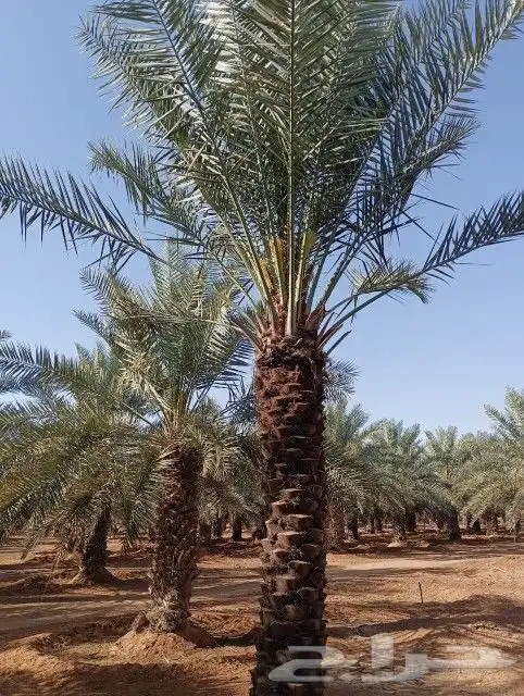 فسايل مجدول وخضري طيبه وسعر مناسب 12