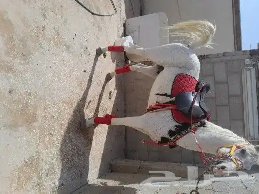 خيول للايجار وجمال وسياسي صغيره 6