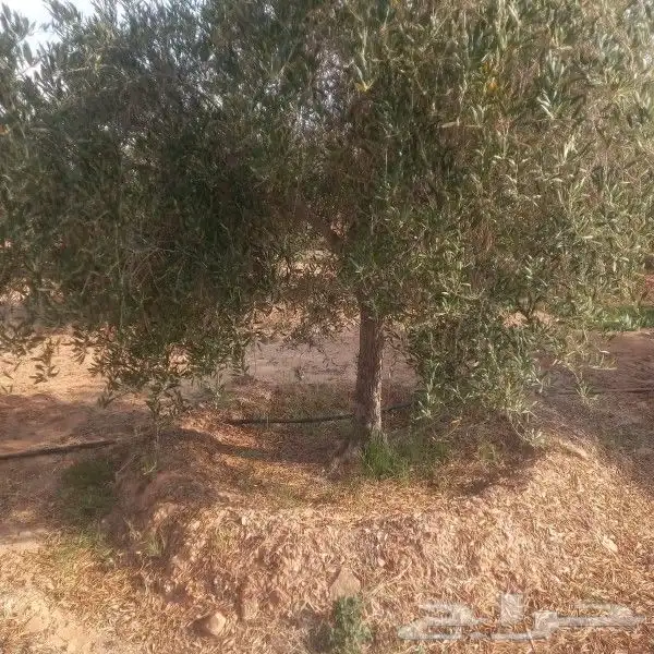 زيتون للبيع مثمر 0