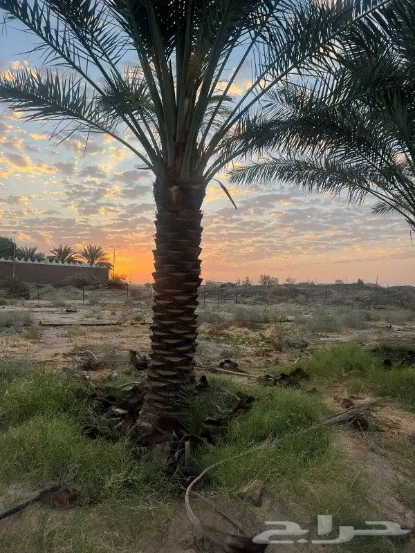 فسايل مجدول وخضري طيبه وسعر مناسب 10