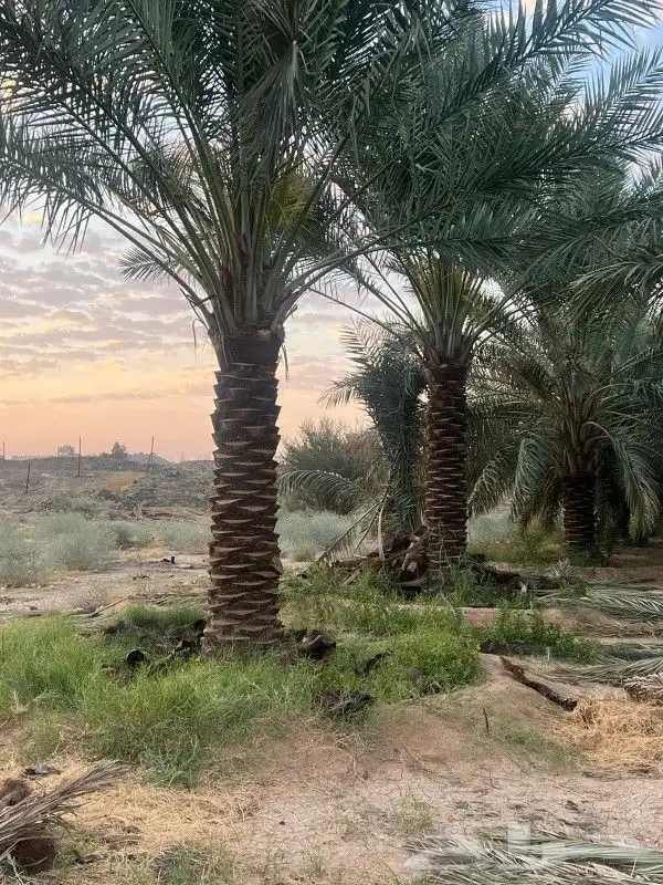 فسايل مجدول وخضري طيبه وسعر مناسب 8