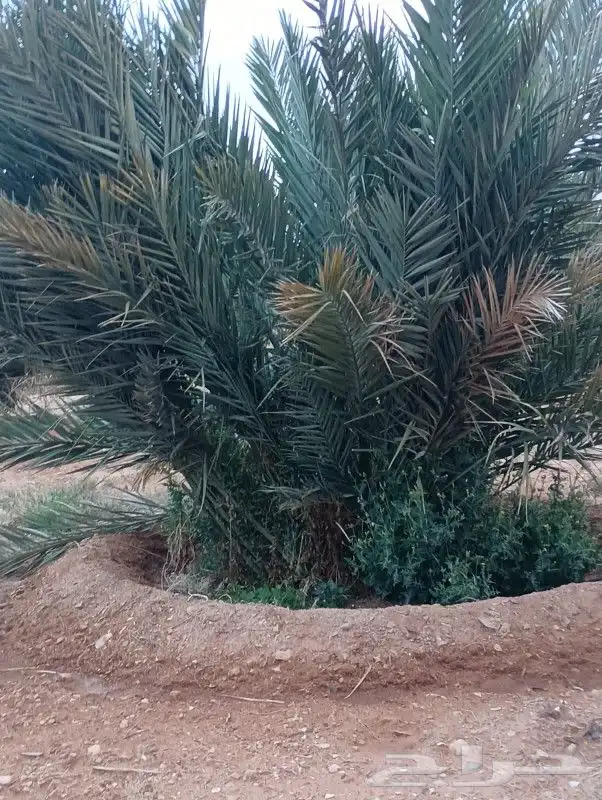 فسايل مجدول وخضري طيبه وسعر مناسب 4