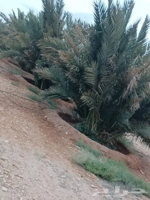 فسايل مجدول وخضري طيبه وسعر مناسب 5