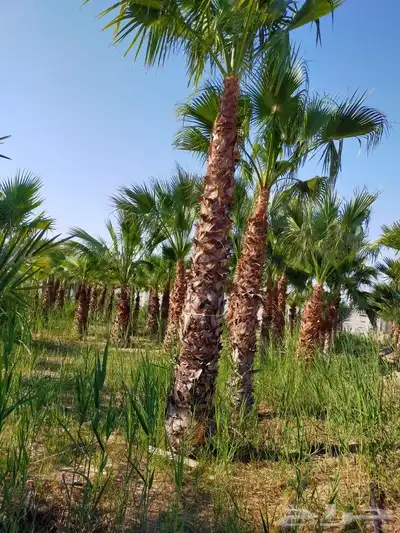 أبو يوسف 3