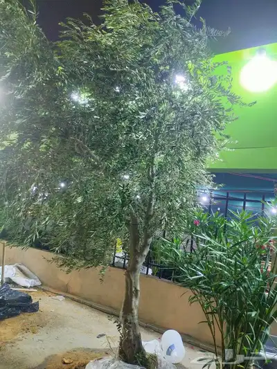 أبو يوسف 2