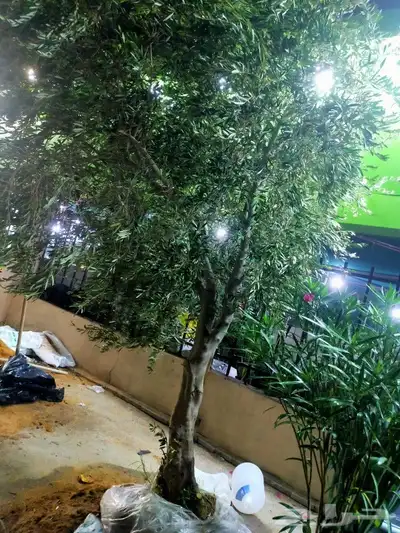 أبو يوسف 1