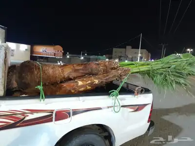 يوجد لدينا جميع انواع النخيل العربي ولواشنطن ابومروحه 6