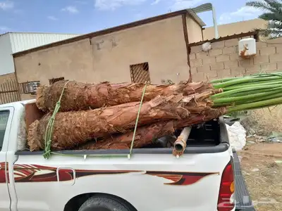 يوجد لدينا جميع انواع النخيل العربي ولواشنطن ابومروحه 9