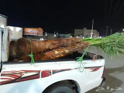 يوجد لدينا جميع انواع النخيل العربي ولواشنطن ابومروحه 7